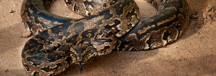 THERE ARE TWO SPECIES OF AFRICAN ROCK PYTHON