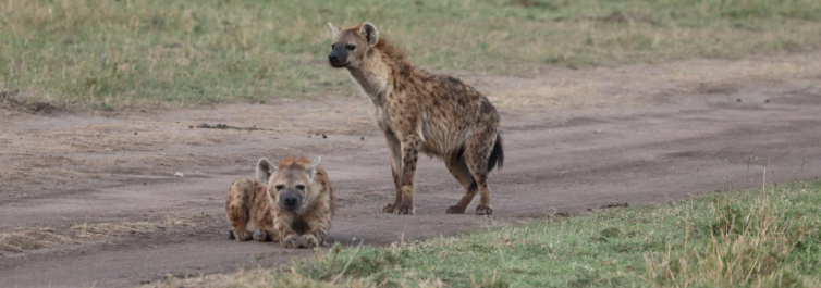  Hyenas are extremely intelligent 