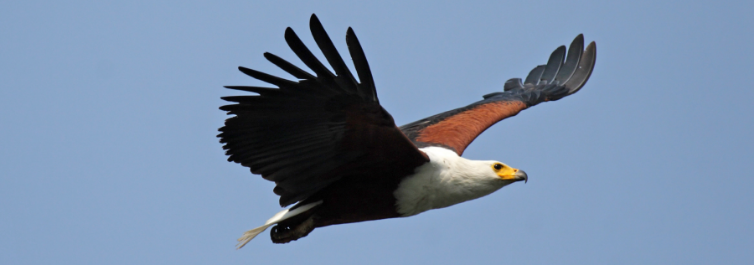 Fish eagles are one of the oldest of all living birds
