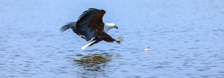 Fish eagles are kleptoparasites 
