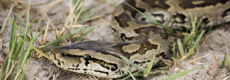 The African Rock Pythons do not Hibernate - Safarihub