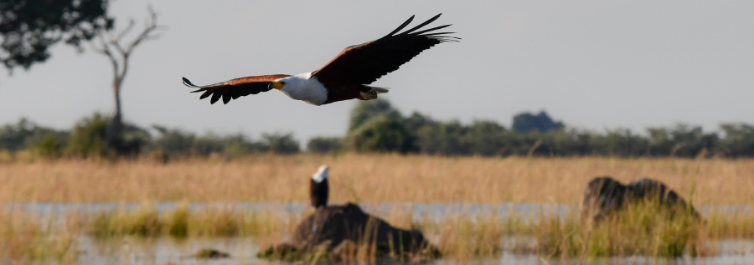 The african fish eagles sing the hippos 