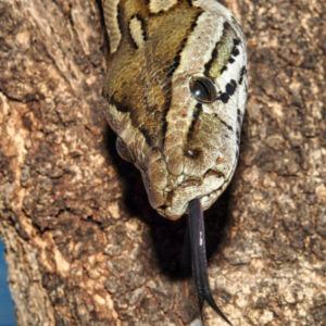 8 Amazing Facts About the African Rock Python - Blog By Safarihub