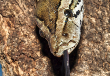 8 Amazing Facts About the African Rock Python