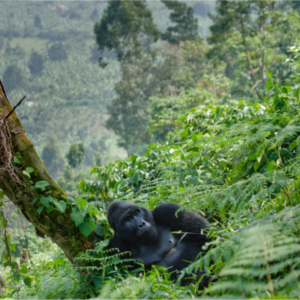 Top 5 Places to Spot Mountain Gorillas in Africa - Blog By Safarihub