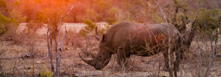 Kruger National Park - 7 Best Places to See Rhinos in Africa - Safarihub