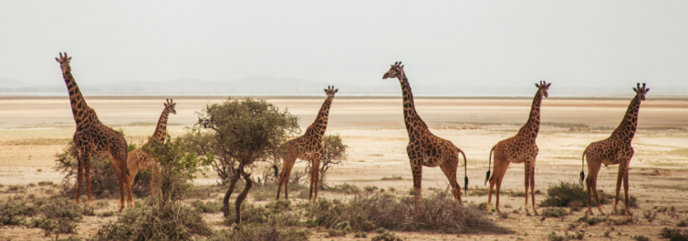 Which is the Best Time to go on a Safari in Kenya - Safarihub