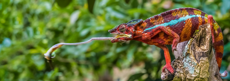 Chameleon species in Madagascar - Safarihub