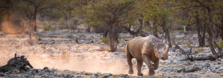 Etosha National Park - 7 Best Places to See Rhinos in Africa