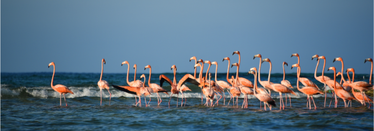 Flamingos the national bird of Bahamas - 8 Interesting Facts About Flamingos
