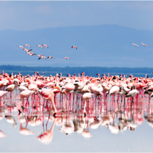 8 Interesting Facts About Flamingos - Blog By Safarihub