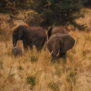 Which is the Best Time to go on a Safari in Kenya - Blog By Safarihub