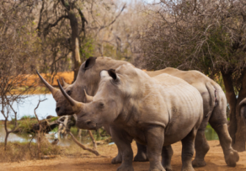 7 Best Places to See Rhinos in Africa