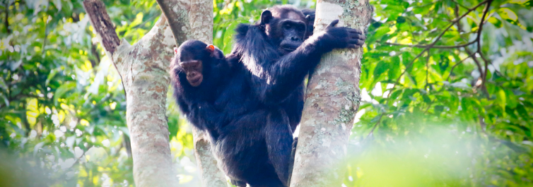 5 Best Safari Parks and Game Reserves in Rwanda - Blog by Safarihub
