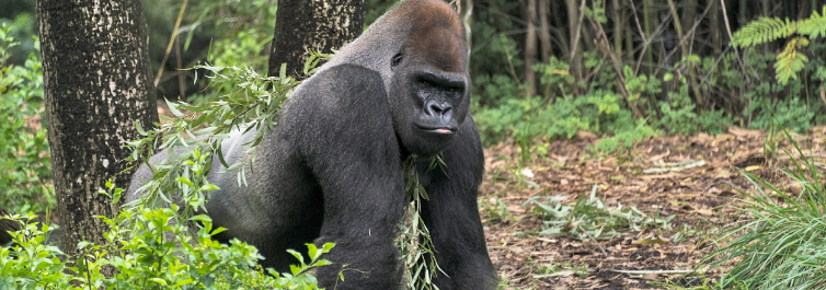 10 Facts About Virunga Primates & Lake Kivu - Safarihub