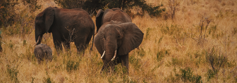 5 Best Safari Parks and Game Reserves in Kenya - Blog by Safarihub