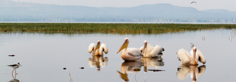 Rift Valley Lakes - Top 8 Best Things to Do In Ethiopia 