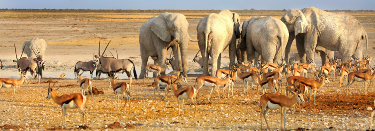 Top 5 Reasons why you Should Explore Namibia Etosha Pan - Safarihub