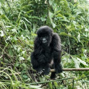 10 Facts About Virunga Primates & Lake Kivu - Blog By Safarihub