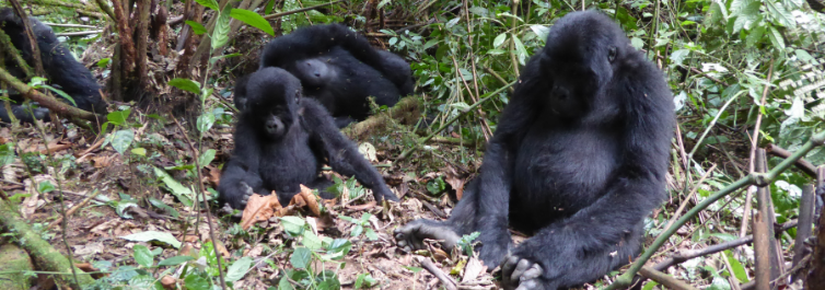10 Reasons to go for a Rwanda Safari - Blog By Safarihub
