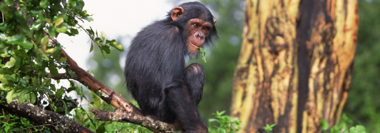 5 Best Gorilla Trekking Safari Packages - Blog By Safarihub