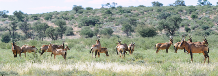 How many Game Reserves are there in South Africa - Blog By Safarihub 