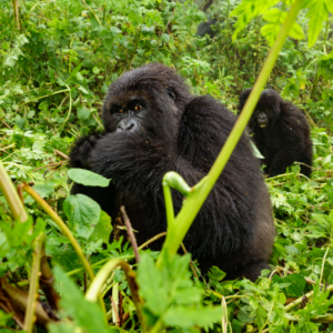 8 Things You Need to Know About the Rwanda Culture - Blog By Safarihub