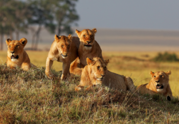 Top 5 Tanzania Parks You Must Visit on Your Safari