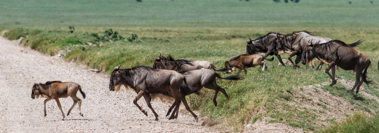 8 Fascinating Facts to Know About the Great Wildebeest Migration - Safarihub