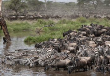 8 Fascinating Facts to Know About the Great Wildebeest Migration