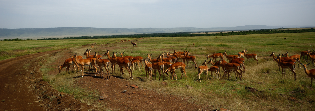 8 Best African Safari Parks of 2022 - Blog By Safarihub