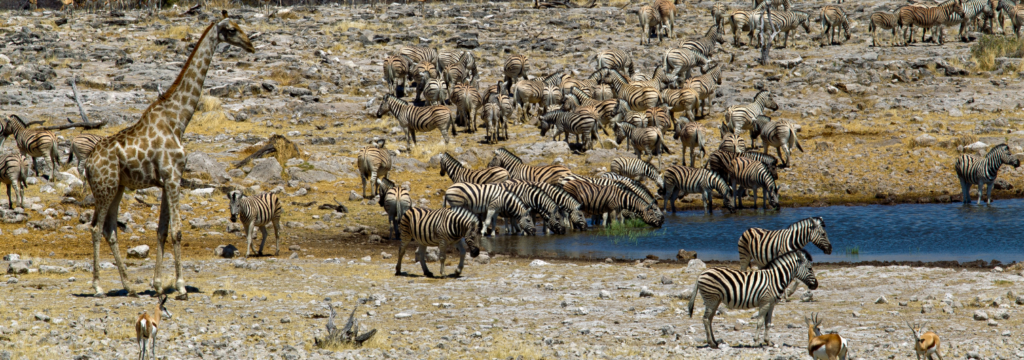 8 Best African Safari Parks of 2022 - Blog By Safarihub
