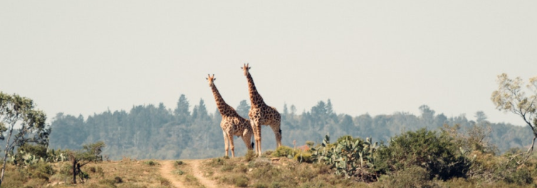 10 Best Family Safari Holiday Packages by Safarihub