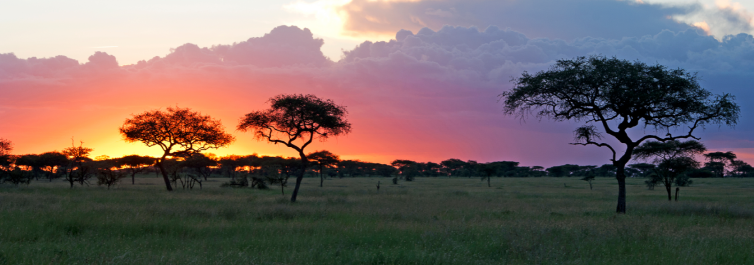 10 Best Places to See Giraffes in Africa by Safarihub