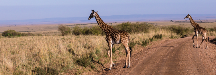 10 Best Places to See Giraffes in Africa by Safarihub